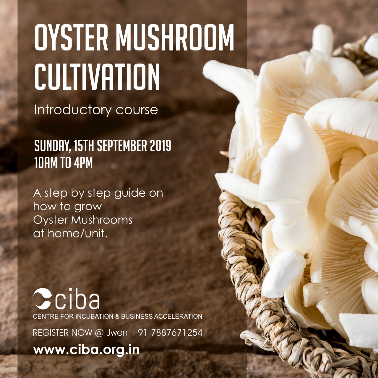 ciba-Oyster Mushroom Cultivation
